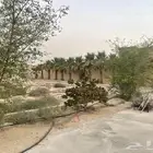 اشجار ونخيل للبيع