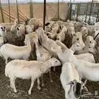 للبيع مقاني رفيدات وتحتها 44