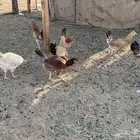 البيع دجاج بلدي في الخرج