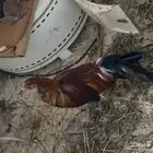 فرخ فونكس دم صافي