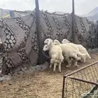 طليان مقفل شحم تم البيع