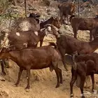 ماعز دهم وشح محايل عسير