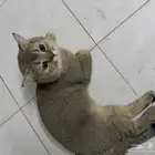 قط سكوتش للتبني