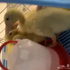 بط تبني