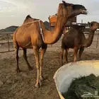 للبيع عشرا معها بكره ومعشر ساحلية