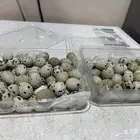 بيض سمان للمايده او للفقاسه وبيع ديك ودجاجه