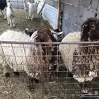 خروف ورخل البيع