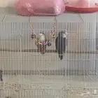 طيور للبيع مب تربيه زوج روز