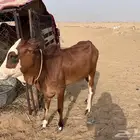 حسيل ثور بلدي