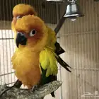 صن كنيور للبيع في بيشة