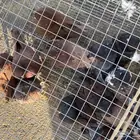 حمام كنق منتج عنده وصحته جيده جدا