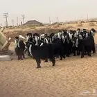 للبيع معزا عواض