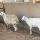 خروف ورخل