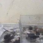 دجاج بلدي صيصان