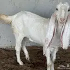 ماعز هولندي نوادر