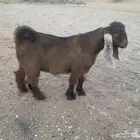 تيس عارضي حمر فاخر