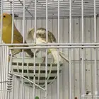 زوج كناري جاهز تم البيع