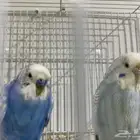 طيور بادجي
