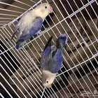 جوز فشر هولندي