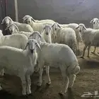ذبايح حري تيوس وسواكن