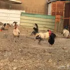 ديوك   فيومي جرم ذكور للبيع
