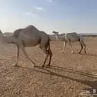 عشاير مبيوع اعيالها