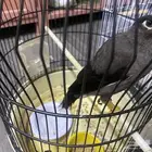 للبيع مينو اليف نشبه حجم ماشالله اخربط كلام واغرد