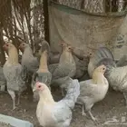 دجاج فيومي جولد