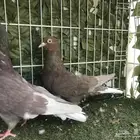 قطايف عرق الدمويات