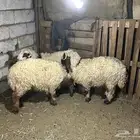خرفان نعيم من 1450 الي 1750