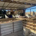 حمام باكستاني وبلدي