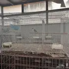 اقفاص منوعه