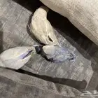 فروخ روز تم البيع