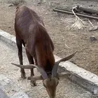 تيس فحل أدهم