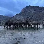 إبل للبيع