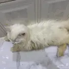 قط  100 سبب البيع الحساسيه
