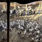 حمام انتاج ممتاز والعمر سنه ونص