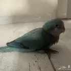 كويكر للبيع على السوم