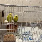 طيور بادجي للبيع