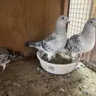 حمام زاجل