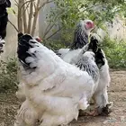 براهما