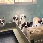 (Saint Bernard) جراوي سانت برنارد مستوي عالي