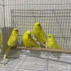 بادجي