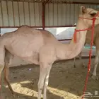 مفروده تروح حقه
