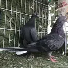 قطيفي ازرق منتج