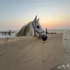 فرس شعبية للبيع جاهزه للتشبيه