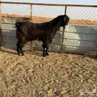 البيع فحل شامي خصم في الخرج
