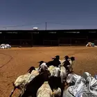 غنم برابر
