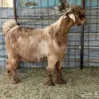 تيس اصمع