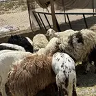 طليان للبيع